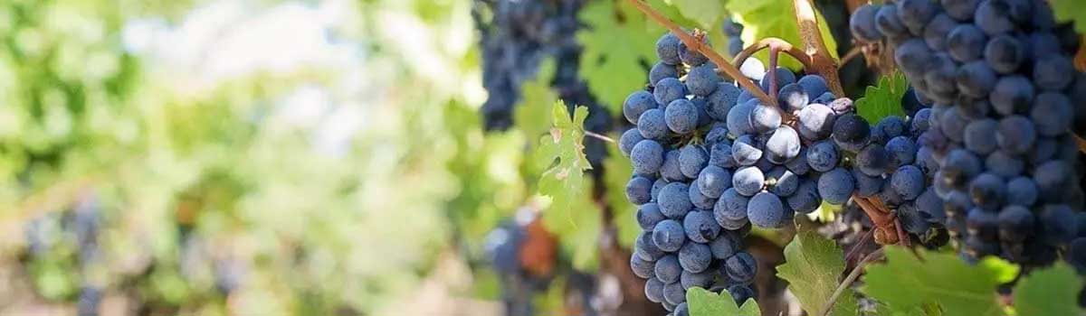 Carbon dioxide danger for winemakers